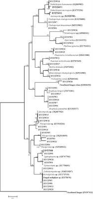 Diversity, Bacterial Symbionts, and Antimicrobial Potential of Termite-Associated Fungi